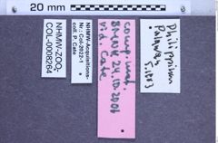 Etikette zu Campsosternus eschscholtzi (Hope, 1843) (NHMW-ZOO-COL-0008264)